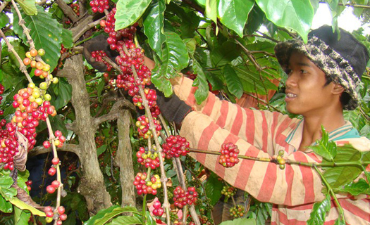 Cần phải tổ chức tốt chuỗi giá trị sản xuất, xuất khẩu mặt hàng cà phê